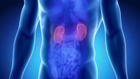 Male kidney anatomy in blue orange x-ray view